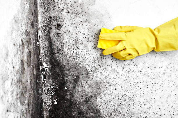 Best Professional Mold Removal  in Coudersport, PA