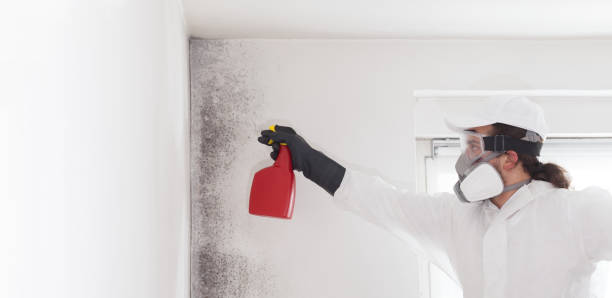 Best Mold Damage Repair  in Coudersport, PA