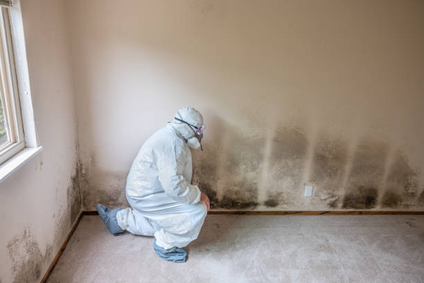 Office Mold Removal Services in Coudersport, PA